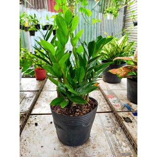 Kim tiền chậu nhựa để bàn cao 30-35cm