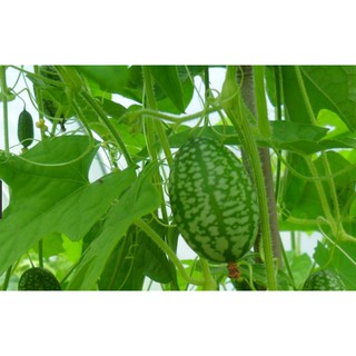 Hạt giống Dưa hấu mini