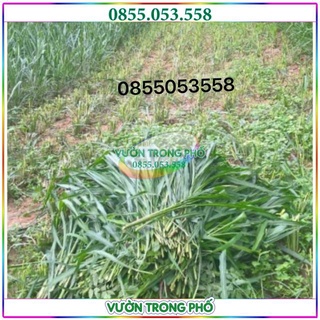 Hạt giống cỏ xả Ghine Mombasa gói 200g