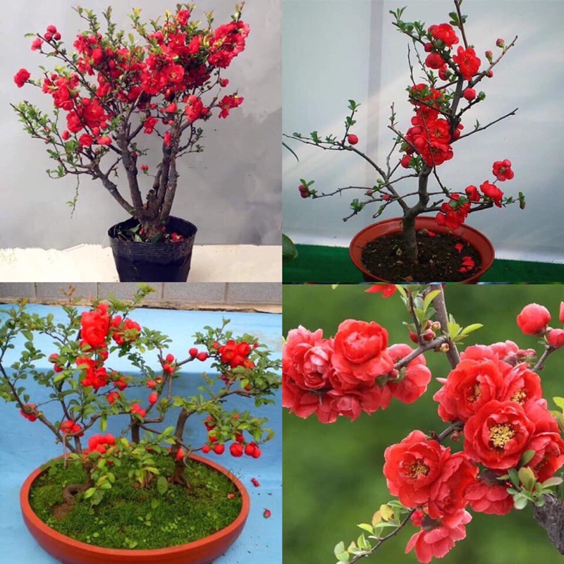mai đỏ cây đang nụ nở chuẩn tết