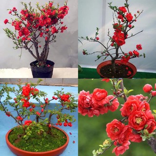 mai đỏ cây đang nụ nở chuẩn tết