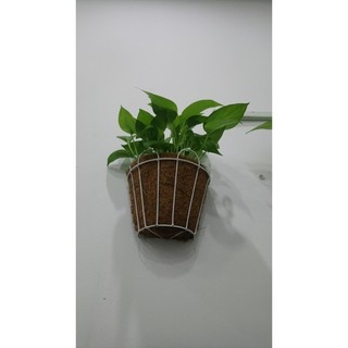 CHẬU TREO XƠ DỪA ỐP TƯỜNG