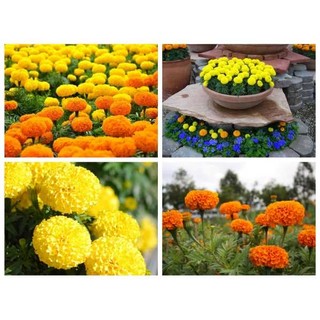 Hạt Giống Hoa Vạn Thọ Cao - Màu Cam TN F1