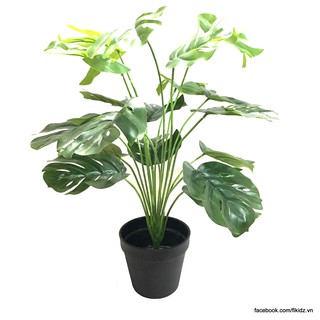 Chậu cây lá rùa Fikidz 45cm