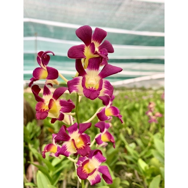 Hoa Lan Denro Nắng Burana cây đang nụ