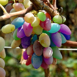Hạt giống nho cầu vồng