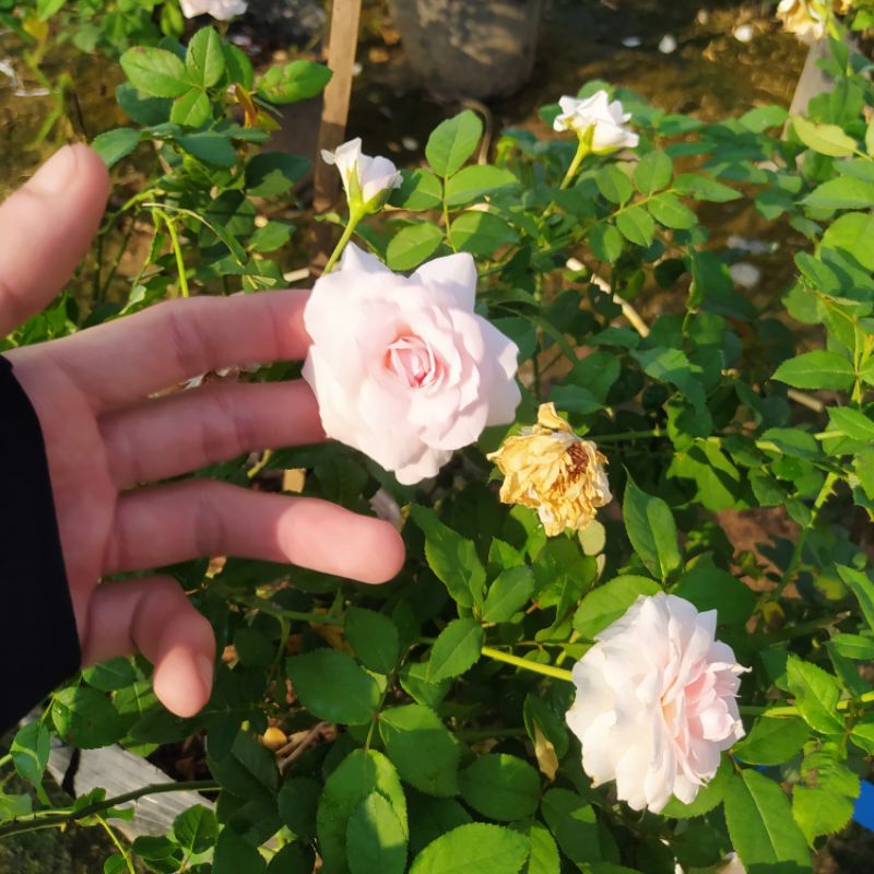 Hoa hồng Misaki Rose [HOA NHẬT SIÊU THƠM]- Nếu bạn muốn chọn một giống hoa khỏe, sai hoa, dễ trồng