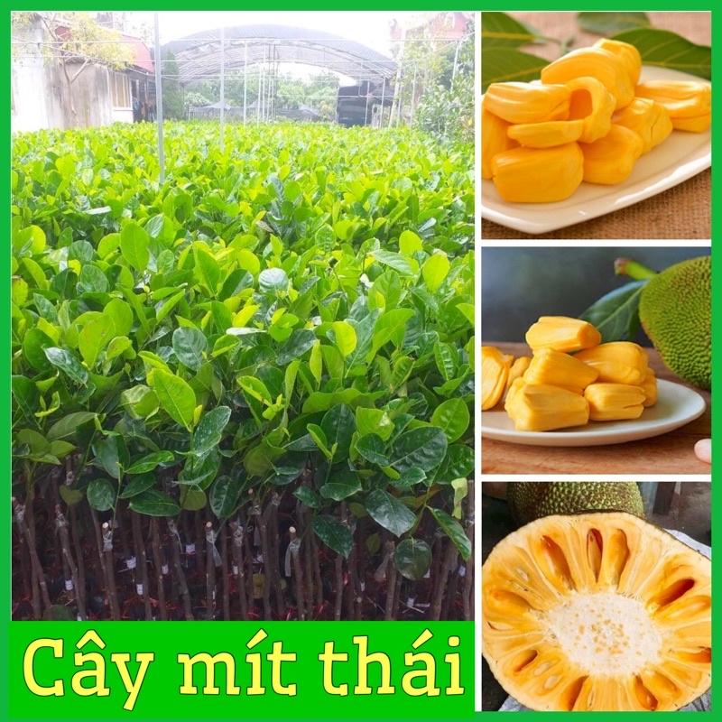 CÂY GIỐNG MÍT THÁI SIÊU SỚM DA XANH RUỘT VÀNG CHO QUẢ SAU 1 NĂM