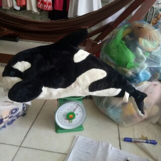 Cá heo bông trắng Đen size 60cmp