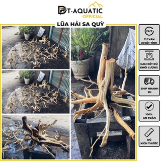 Lũa Thủy Sinh Hải Sa Quỳ (Chọn Theo Kích Thước hồ) Hàng Đẹp - Trang Trí Bể Cá Cảnh, Setup Bể Thủy Sinh