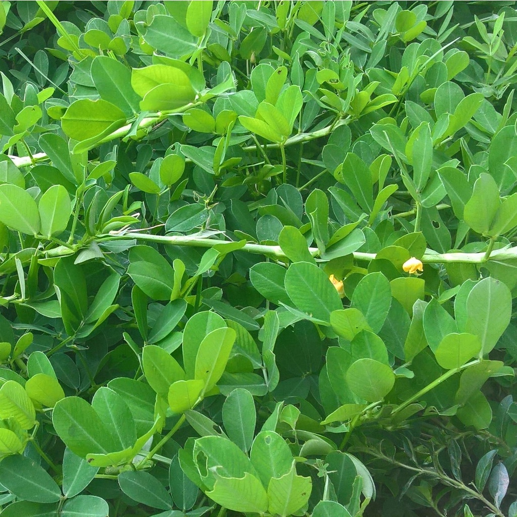 Hạt Giống Cỏ Lạc Dại  Cỏ Đậu Phộng