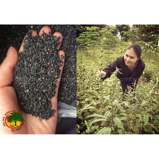 TINH DẦU TRỊ RẠN THÂM