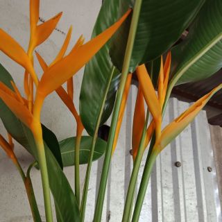 Gốc hoa  Thiên Điểu