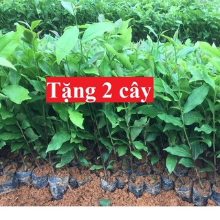 10 cây chè xanh + tặng 2 cây