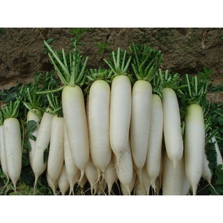 HẠT GIỐNG CỦ CẢI TRẮNG
