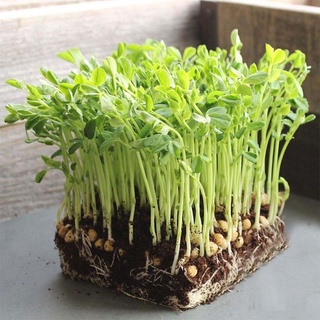 Hạt giống rau mầm đậu hà lan - hạt to tròn, mẩy, đẹp, để ăn lẩu, ăn salad trộn