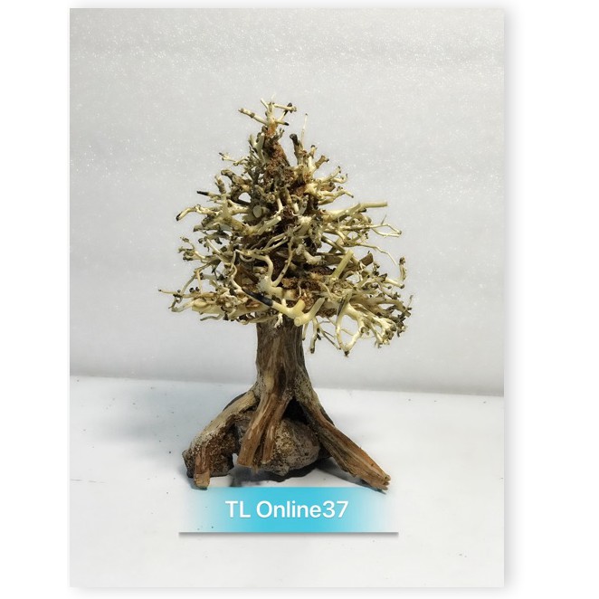 Lũa bonsai cây thông noel trang trí bể cá thuỷ sinh - [ Xưởng Thủy Sinh TS Online37 ]