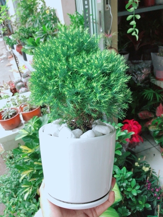 Chậu Cây Tùng Bồng Lai