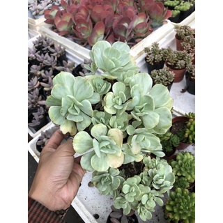 Sen đá Bèo Var 18cm