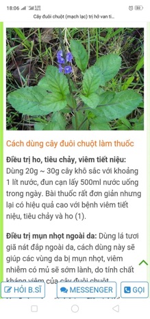 Cây Đuôi Chuột Hạt Giống 50 hạt