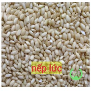[HCM]Nếp lứt + men - 1KG