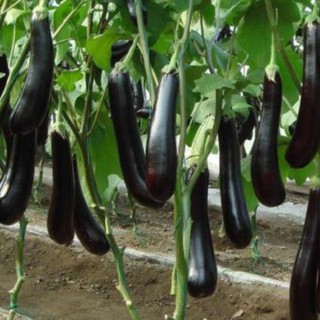 100 hạt giống cà tím dài đen