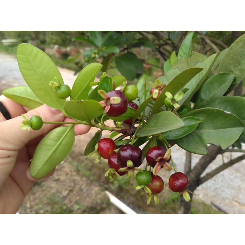 [Giống siêu tốt] Cây giống Cherry Brazil, khoẻ mạnh, dễ trồng, có bầu đất dinh dưỡng, bảo hành vận chuyển - Giá tại vườn
