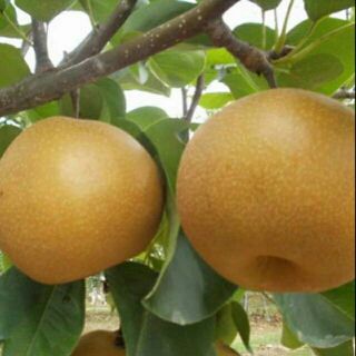 Cây giống lê nâu