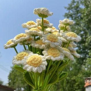 Cúc họa mi len/ Hoa len