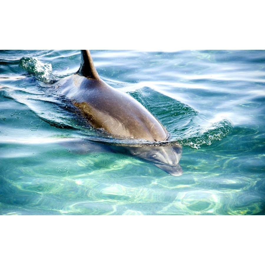 Tranh Dán Tường Đại Dương 3D Hiện Đại đẹp lung linh, hình ảnh chân thực