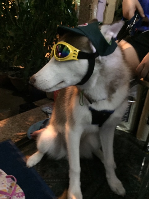 MẮT KIẾNG CÚN MÈO