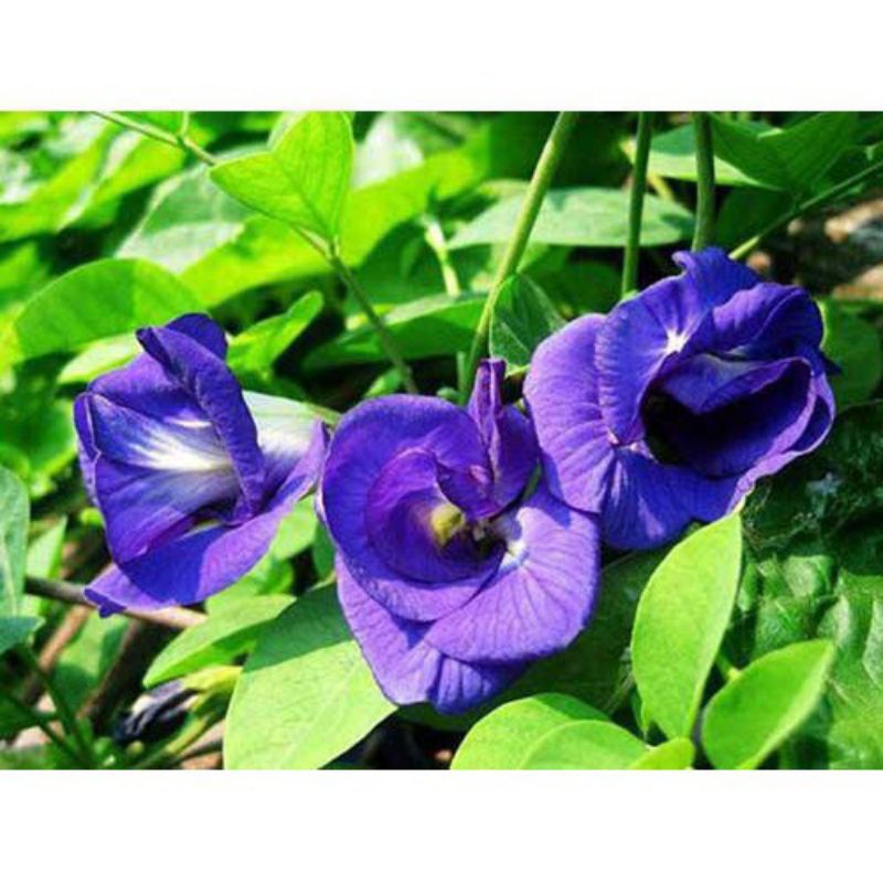 100 hạt giống hoa đậu biếc siêu nảy mầm, hạt đậu biếc