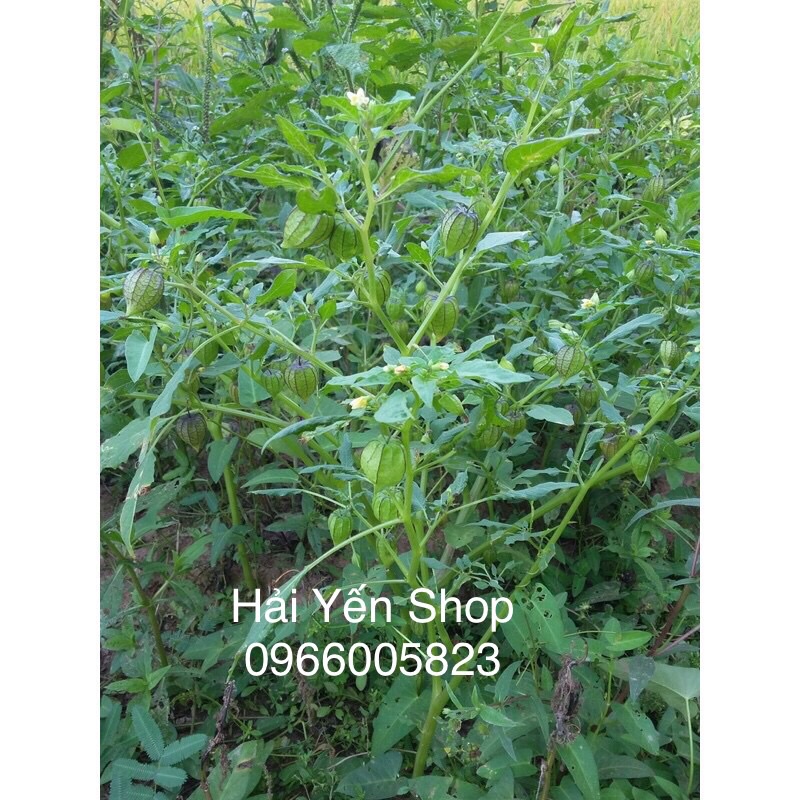 5 Cây giống thù lù Tầm Bóp_1 ký tươi_1 ký khô