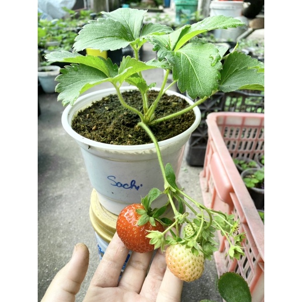 NGÓ GIỐNG DÂU TÂY