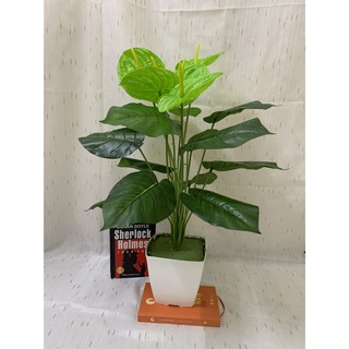 Cây giả- Cây môn xanh 70cm