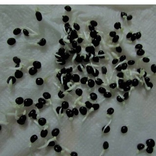 Combo 3 gói Hạt Măng Tây ( 1 gói xanh + 1 gói trắng + 1 gói tím + 1 gói kích mầm ) - STHG2