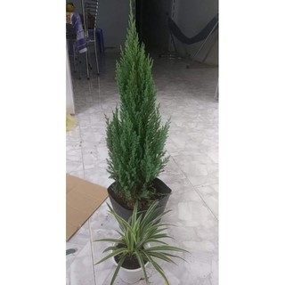 Cây Sơn Tùng( 80cm 1m) tặng kèm phân bón