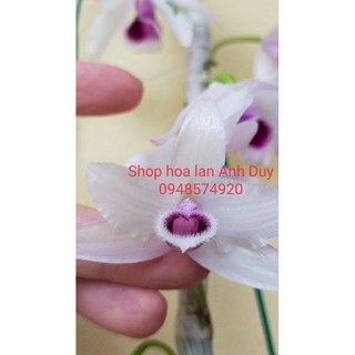 Phi điệp, giả hạc 5 cánh ám,  mũi trắng môi tuyết