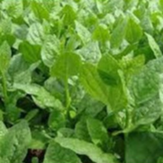 20gram HẠT GIỐNG RAU MỒNG TƠI