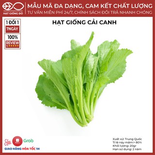 Hạt Giống Cải canh (20gr) - Có cuống lá dày mọng nước - Cây sinh trưởng phát triển mạnh