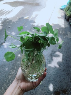 Chậu Cỏ Đồng Tiền Thuỷ Sinh