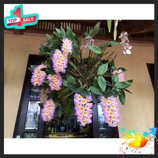 🍀bao chất🍀hoa lan kiều tím nguyên 1 khóm