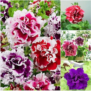 50 Hạt giống hoa dạ yến thảo kép mix màu (Kèm kích thích hạt nảy mầm)