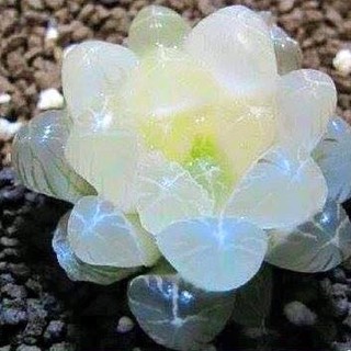 Hạt giống sen đá ngọc gói 200 hạt