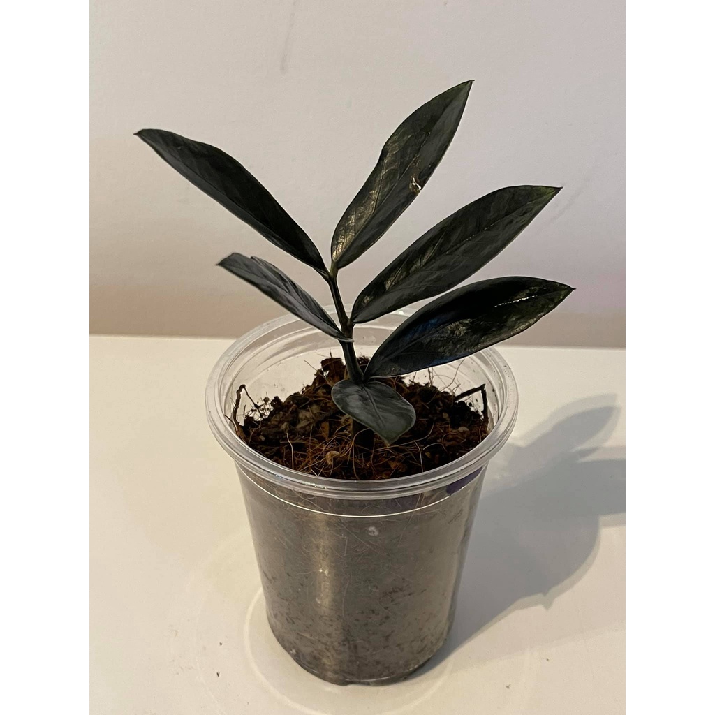 Kim Tiền Đen siêu hiếm -