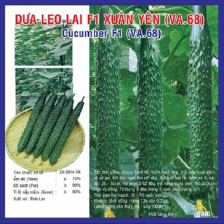 1 gram hạt giống dưa leo lai Xuân Yên chuẩn F1