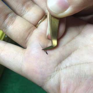 Nhíp volume bao test trên 10d
