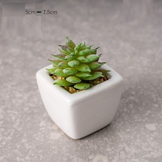 Chậu sen đá xương rồng mini