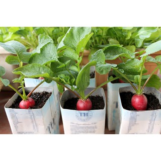 HẠT GIỐNG CỦ CẢI ĐỎ CHERRY - Rau củ quả trồng tại vườn, sân thượng, nông trang, ban công