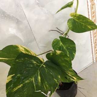 Cây trầu ông lá cẩm thach hình thật 1- Trang trí sân vườn-Decor- Phong thuỷ- Cây hoa kiểng Đồng Tháp